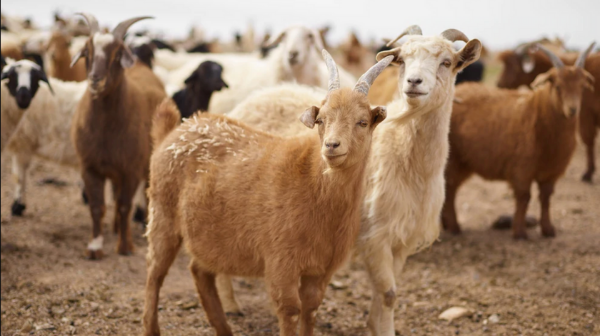 Could Eating More Goat And Lamb Meat Improve Your Heart Health?
